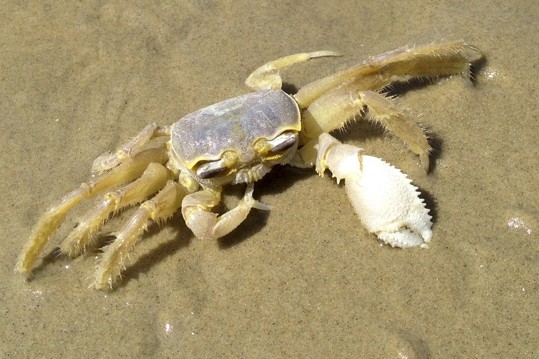 Ghost crab on beach. Corolla, Outer Banks, NC. By Calm Cradle Photo & Design