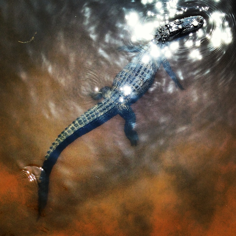 Alligator in the sun. Naples, Florida. By Calm Cradle Photo & Design