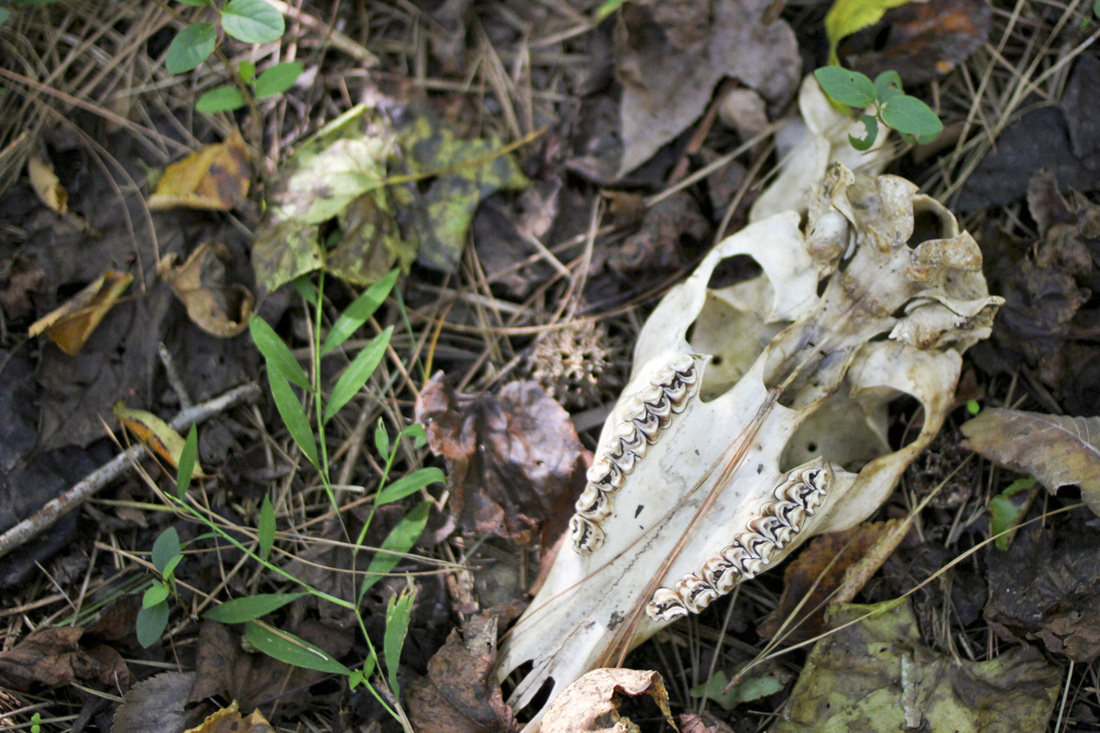 Deer skull. Wetrock Farm, Durham, NC. Photography by Calm Cradle Photo & Design