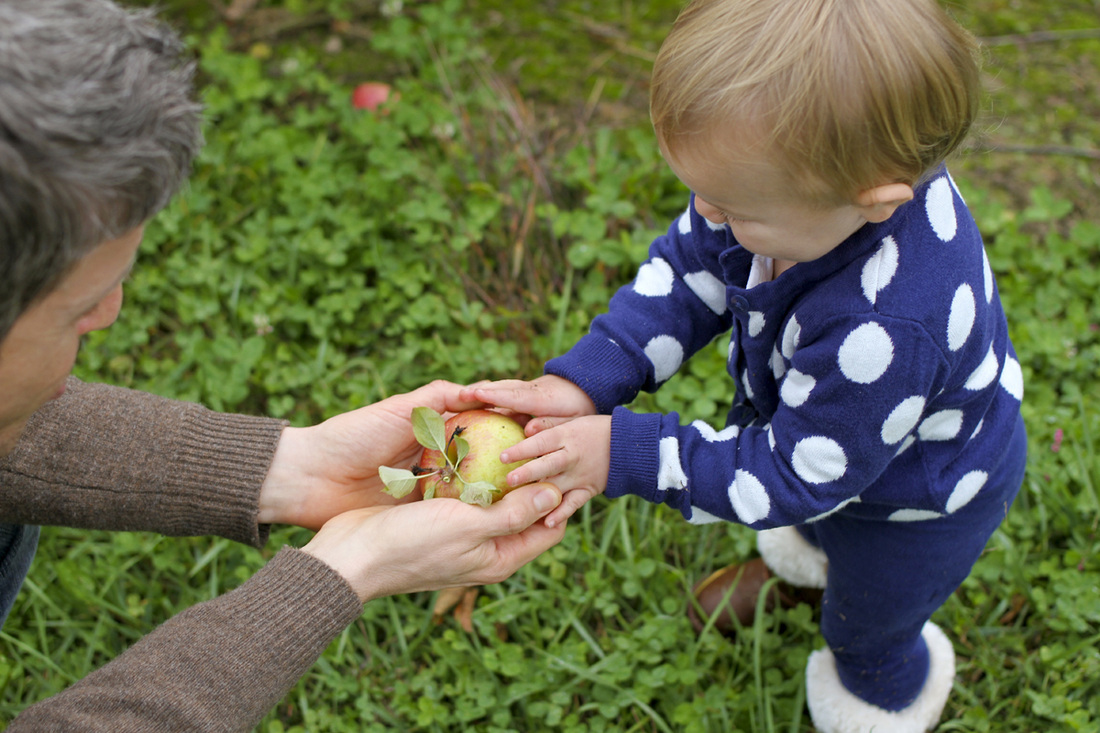 Apple picking in Western North Carolina (NC). Toddler handing an apple to her uncle. By Calm Cradle Photo & Design