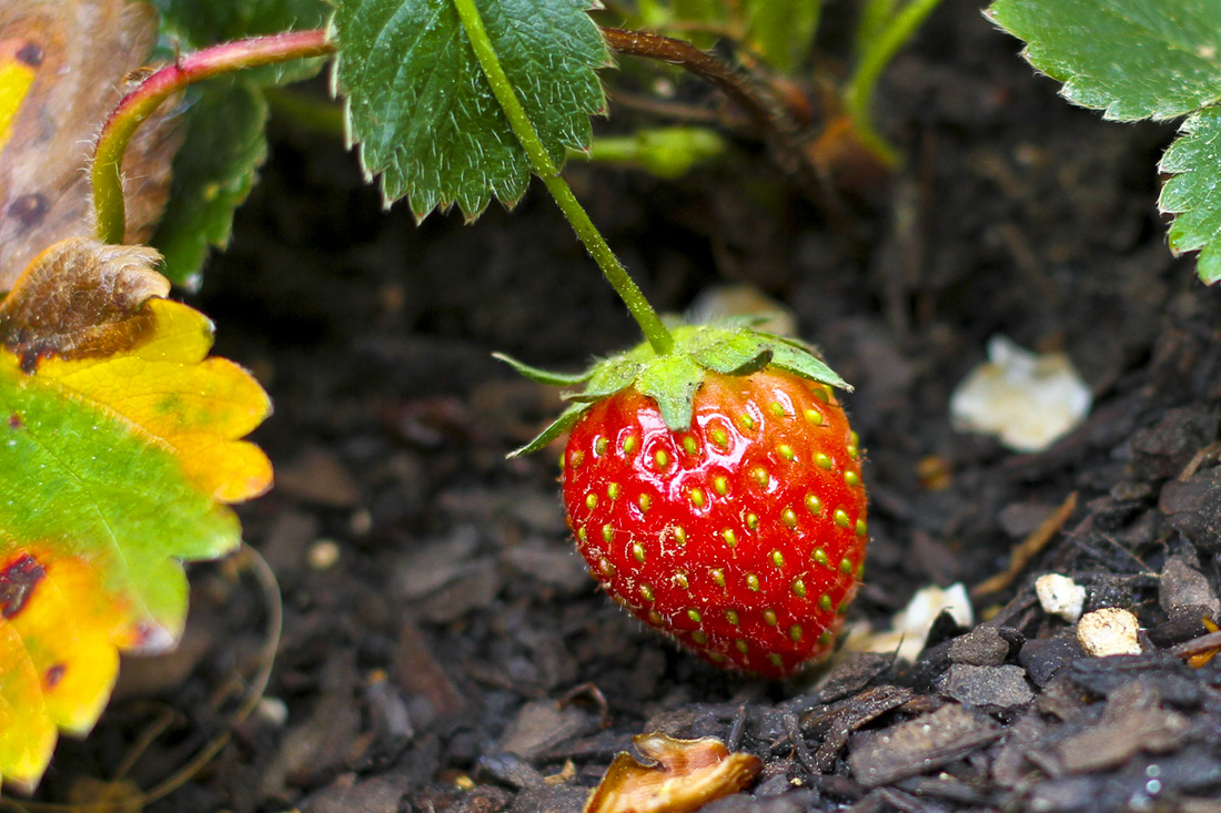 Strawberry ripe for picking. Calm Cradle Photo & Design