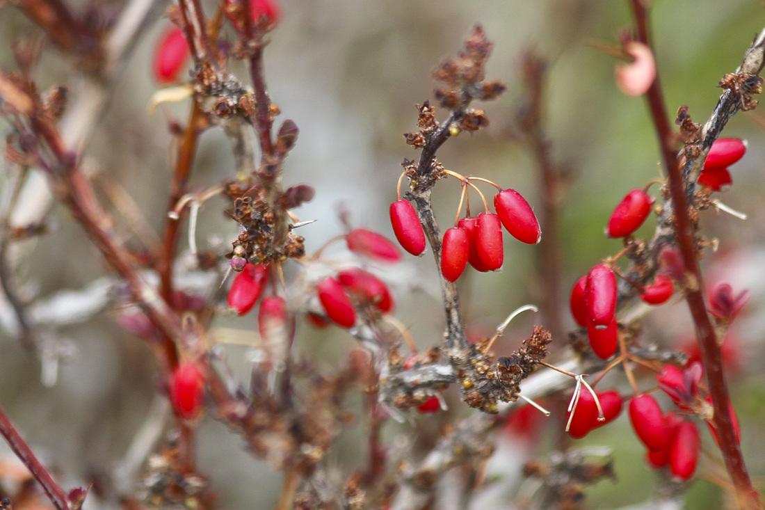Red berries. Denver Botanic Gardens, Colorado. Calm Cradle Photo & Design