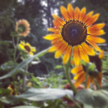 Sunflowers. Calm Cradle Photo & Design