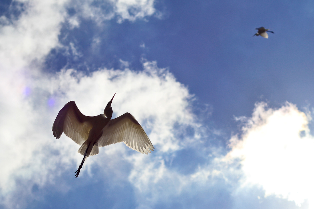 Silhouetted egrets in flight. Kraft Azalea Garden. Winter Park, Florida. Calm Cradle Photo & Design