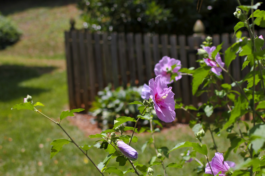 Pink and purple hibiscus against a picket fence. Calm Cradle Photo & Design