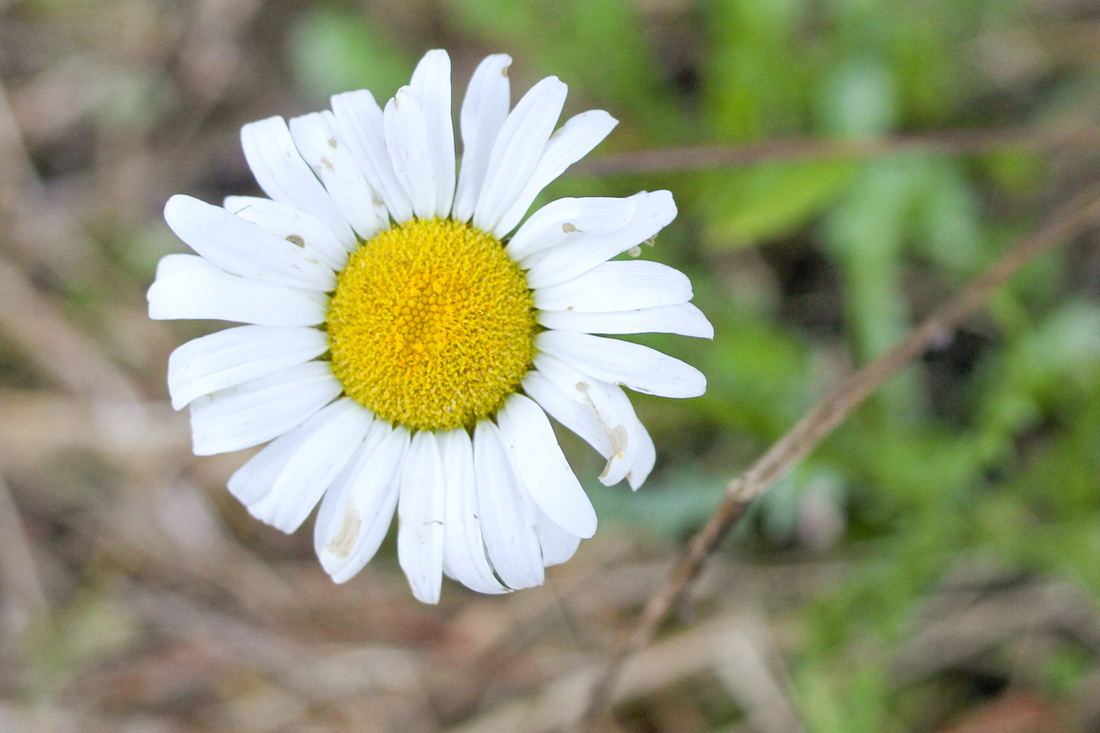 Wild daisy. Wetrock Farm, Durham, NC. Photography by Calm Cradle Photo & Design