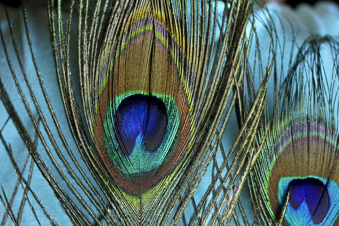 Peacock feathers from peacock Halloween costume. By Calm Cradle Photo & Design