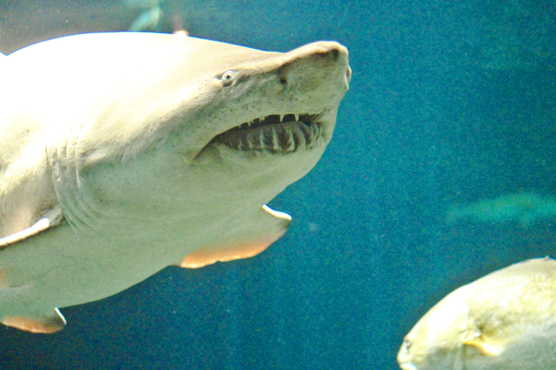 Shark teeth. SeaWorld, Orlando, Florida. Calm Cradle Photo & Design