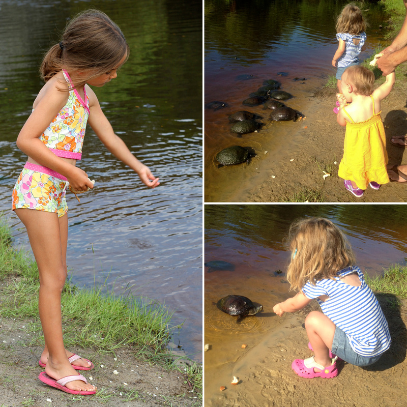 Feeding the turtles. By Calm Cradle Photo & Design