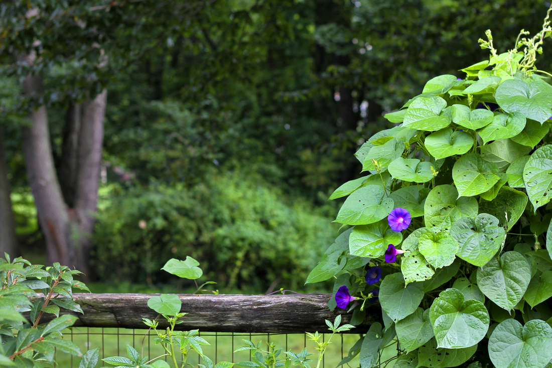 Purple morning glories on the fence. By Calm Cradle Photo & Design