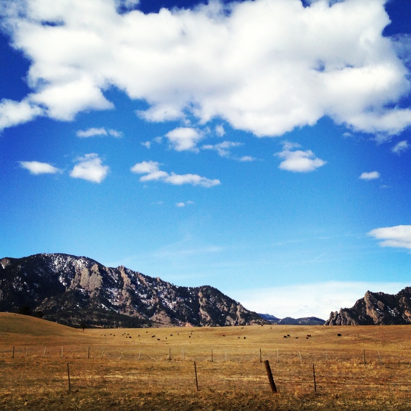 Cattle-speckled landscape. Rocky Mountains, Boulder, Colorado. By Calm Cradle Photo & Design