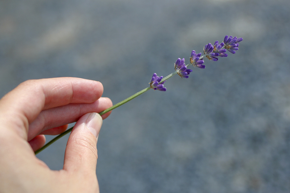 Lavender in my hand. Calm Cradle Photo & Design