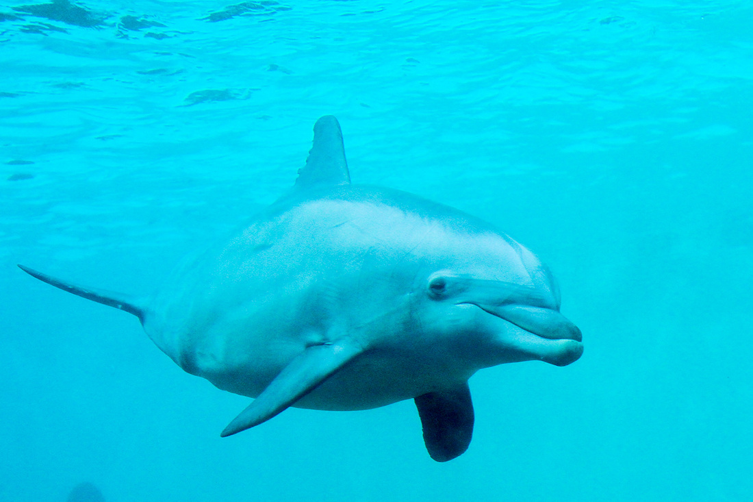 Dolphin. SeaWorld, Orlando, Florida. Calm Cradle Photo & Design