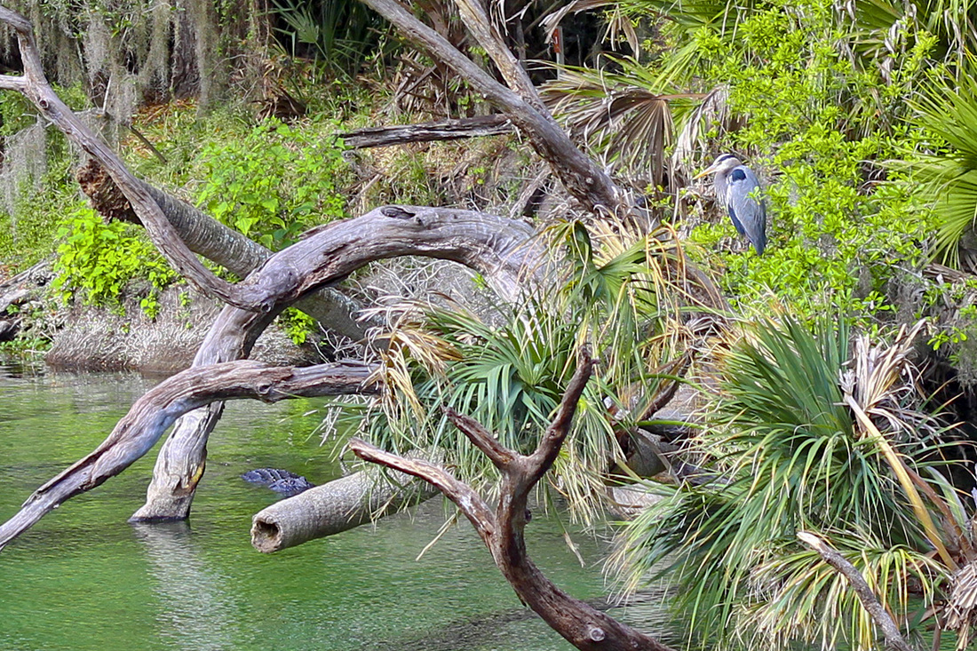 Alligator and great blue heron.  Blue Spring State Park. Orange City, Florida. Calm Cradle Photo & Design