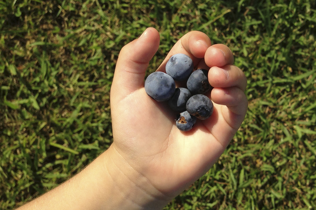 Blueberry picking at Herndon Hills Farm, Durham, NC. Photography by Calm Cradle Photo & Design