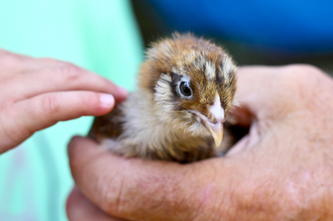 Chick in hand. By Calm Cradle Photo & Design