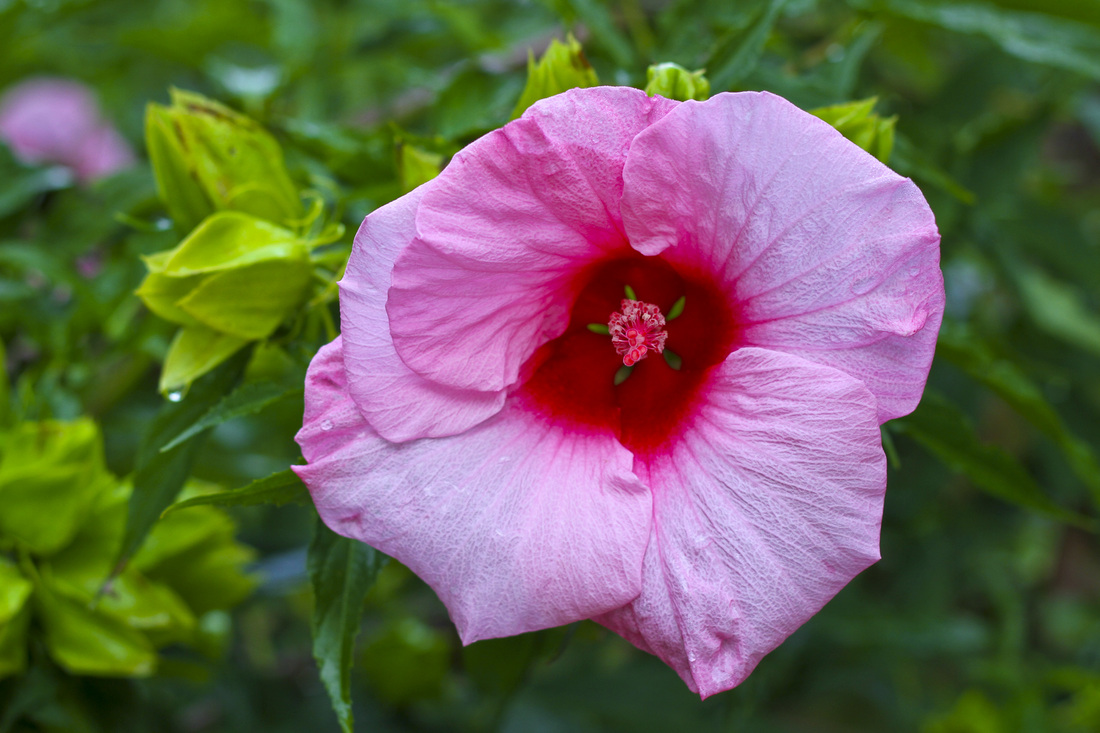 Pink and green hibiscus. By Calm Cradle Photo & Design