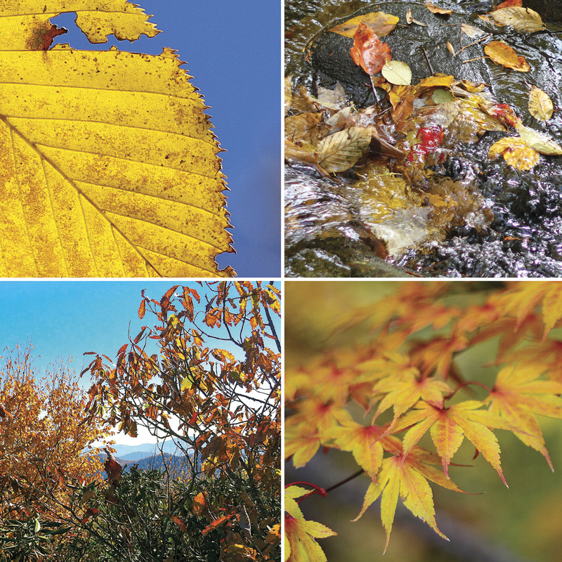 Fall leaves. Blue Ridge Mountains. Calm Cradle Photo & Design