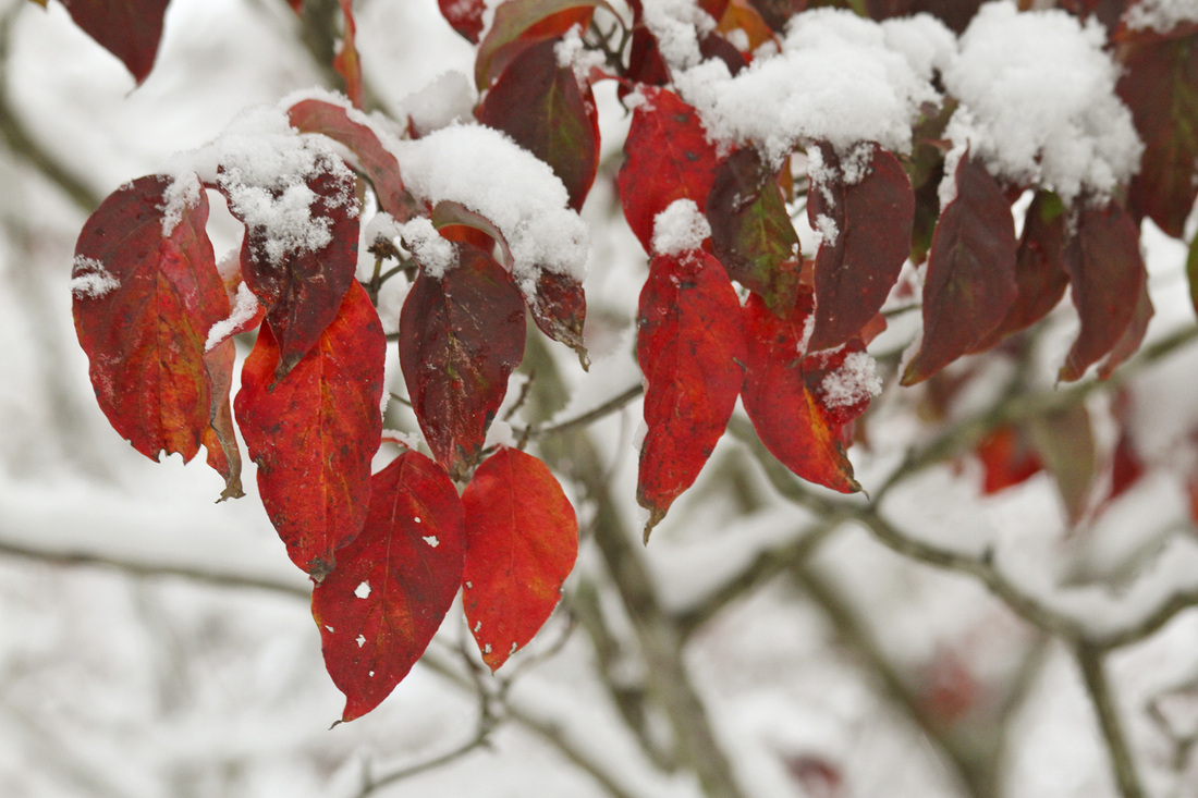 Fall meets winter in Asheville, NC. Snow on peaking leaves. By Calm Cradle Photo & Design