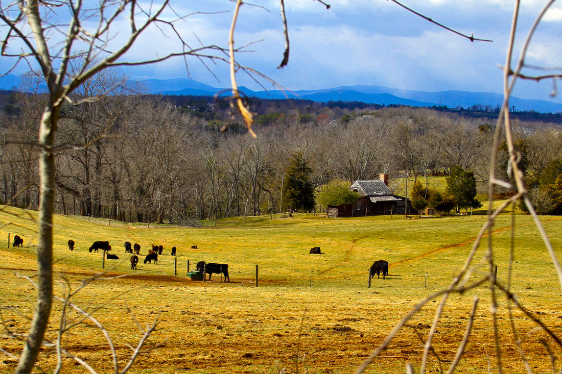 Cattle ranch with view of the Blue Ridge Mountains. Charlottesville, Virginia (VA). By Calm Cradle Photo & Design