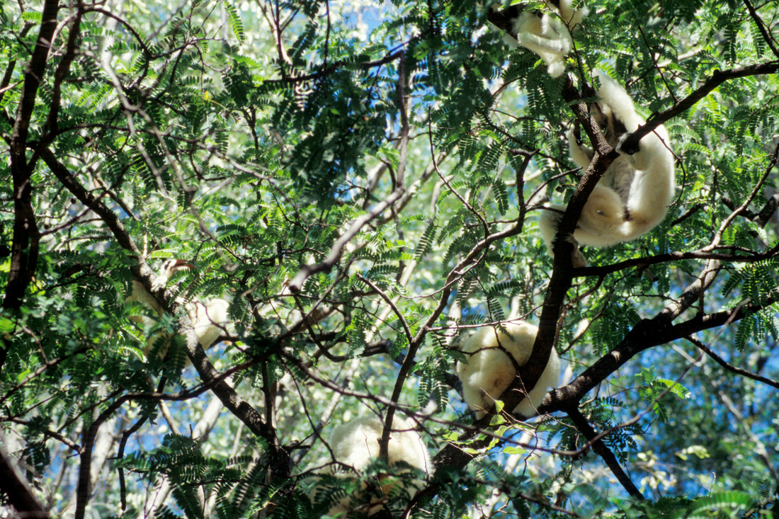 A tree full of lemurs (sifaka). Beza Mahafaly Special Reserve, Madagascar. Calm Cradle Photo & Design