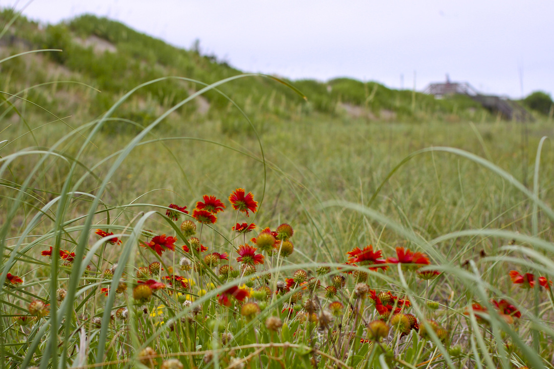 Red and yellow blanket flowers on the dunes. Corolla, Outer Banks, NC. By Calm Cradle Photo & Design
