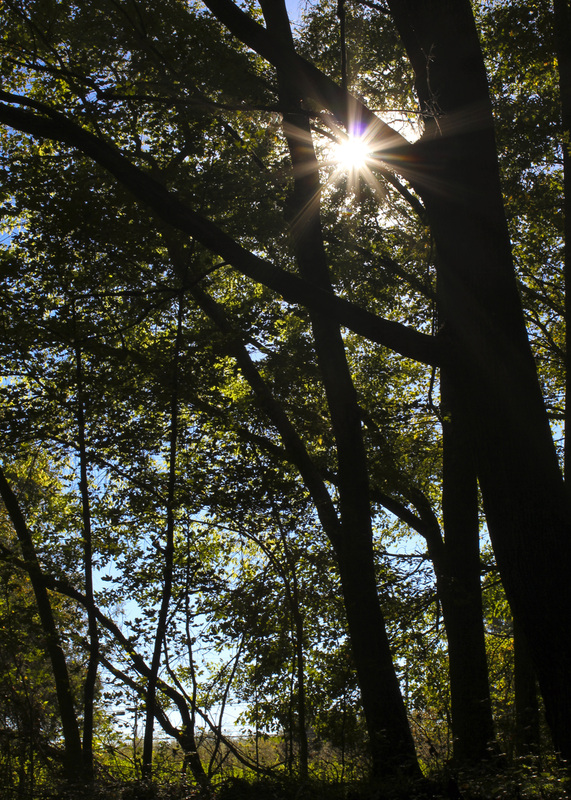 Sun flare in the woods. Wetrock Farm, Durham, NC. Photography by Calm Cradle Photo & Design