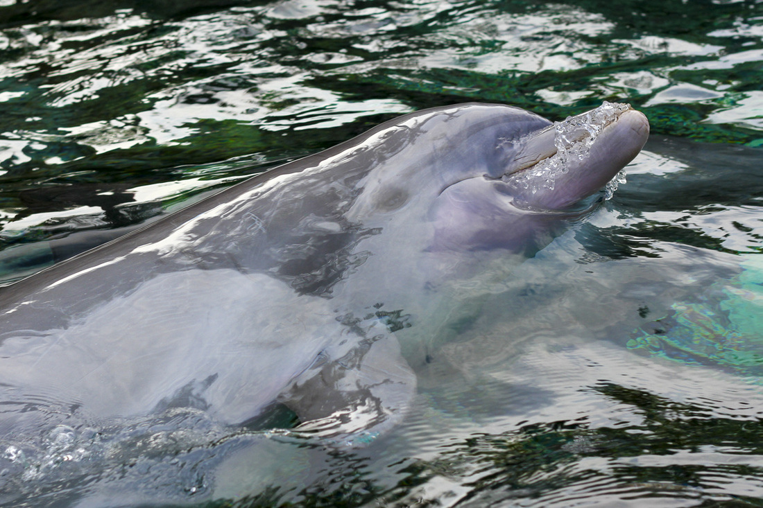 Dolphin emerging from water. SeaWorld, Orlando, Florida. Calm Cradle Photo & Design