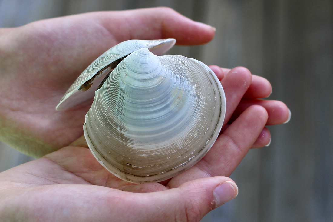 Clam shell in hands. By Calm Cradle Photo & Design