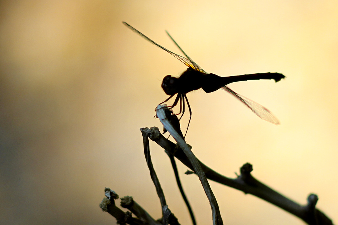 Dragonfly silhouette. Calm Cradle Photo & Design