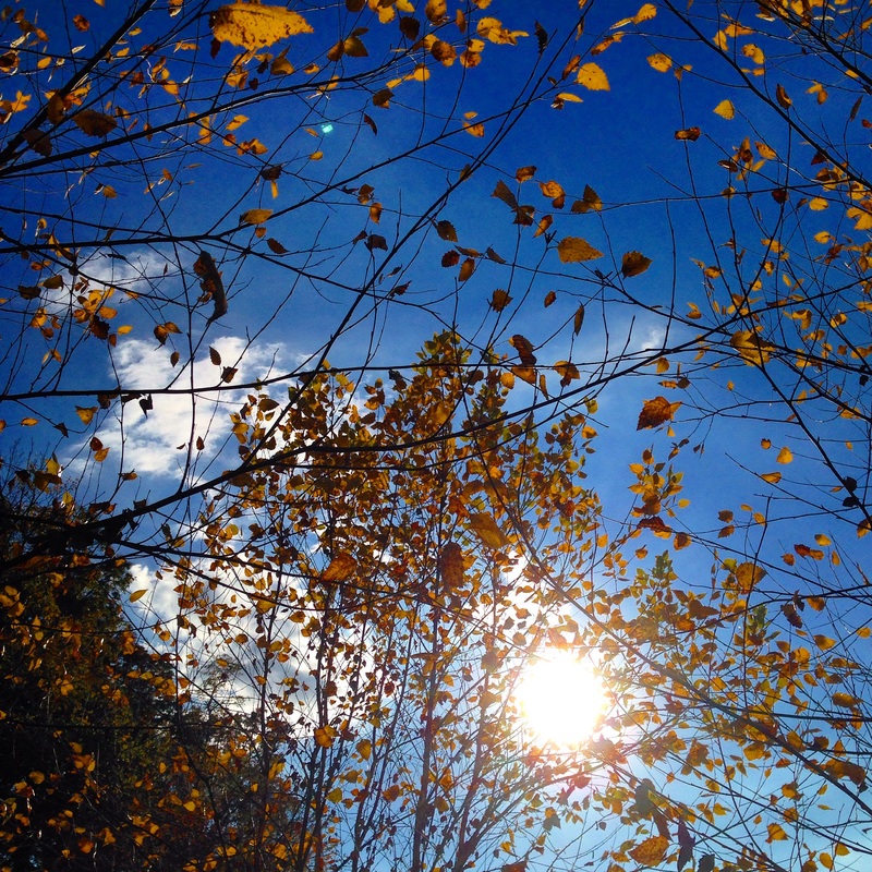 Fall foliage. Shenandoah Valley, Virginia. By Calm Cradle Photo & Design