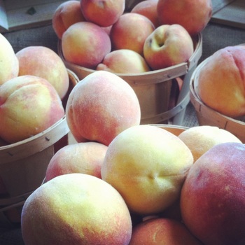 Peaches. Linvilla Orchards. Calm Cradle Photo & Design