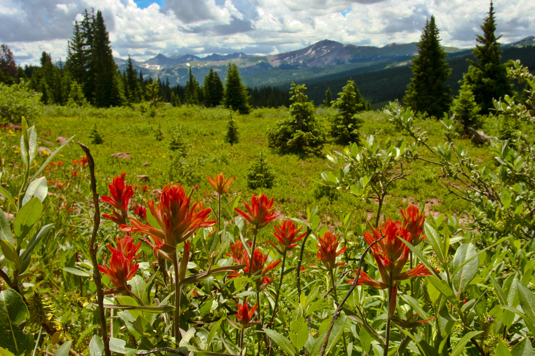 Red paintbrush with mountain view. Tenmile Range from Vail Pass. Rocky Mountains, Colorado. Calm Cradle Photo & Design
