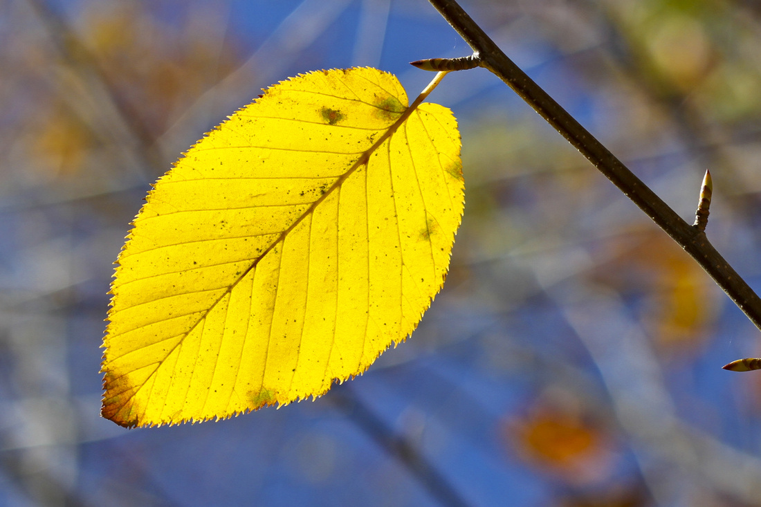 Yellow leaf against blue. Calm Cradle Photo & Design