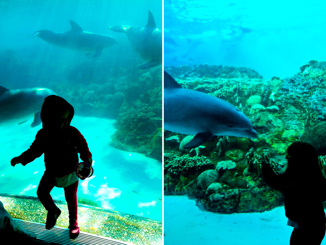 Dolphins! SeaWorld, Orlando, Florida. Calm Cradle Photo & Design