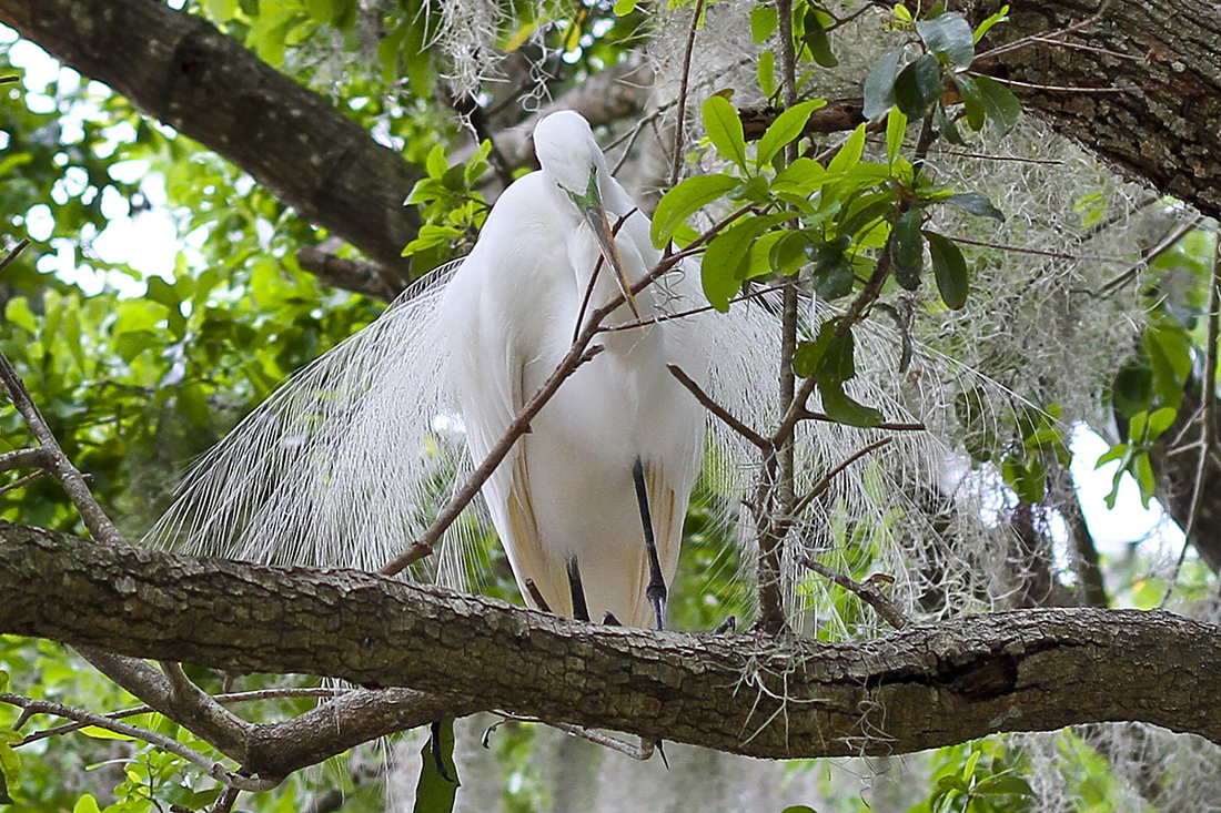 Egret building a nest. Kraft Azalea Garden. Winter Park, Florida. Calm Cradle Photo & Design