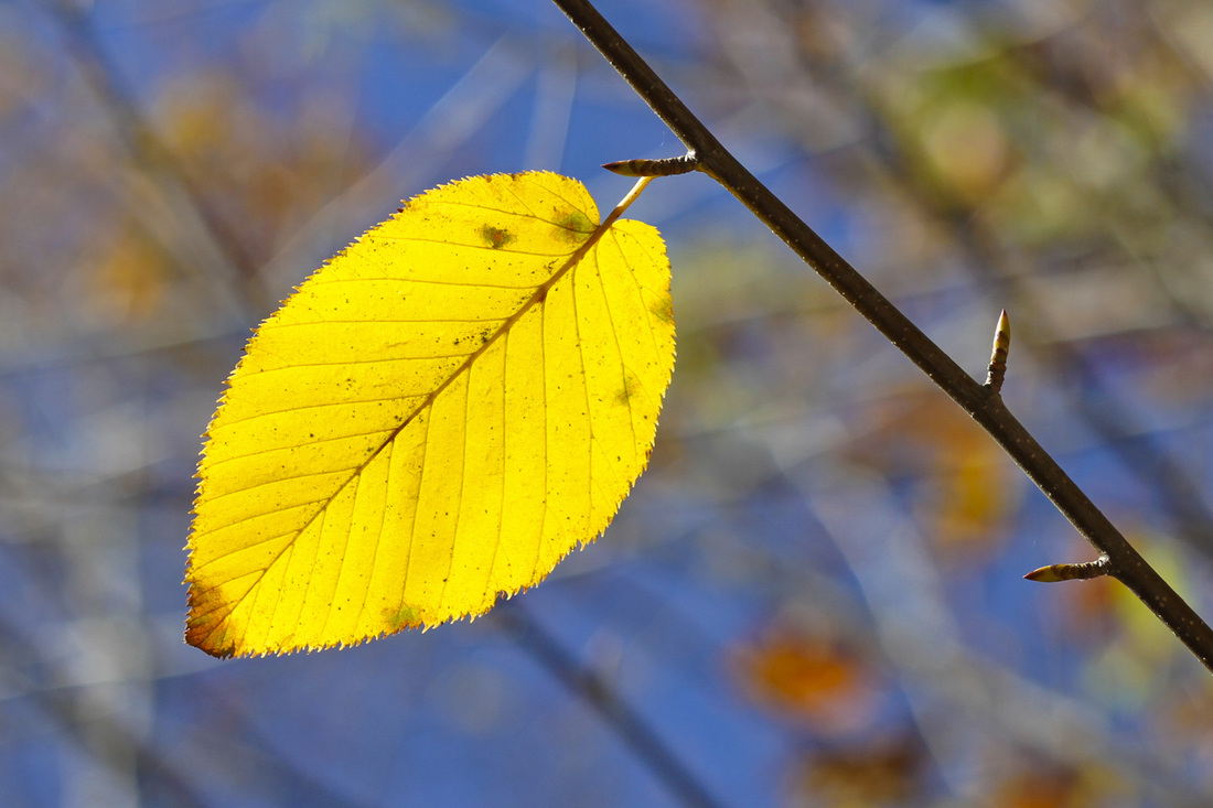 Yellow leaf. Calm Cradle Photo & Design