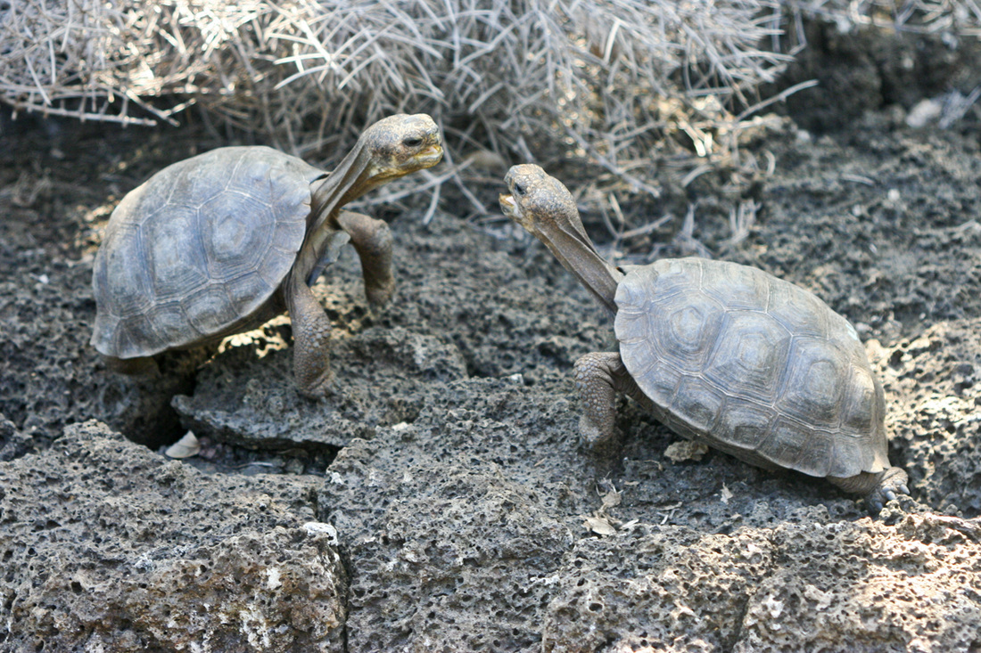 Baby giant tortoises acting tough. Galapagos Islands, Ecuador. Calm Cradle Photo & Design