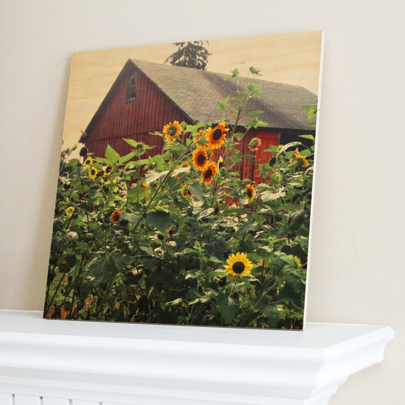 Sunflowers against a red barn. By Calm Cradle Photo & Design