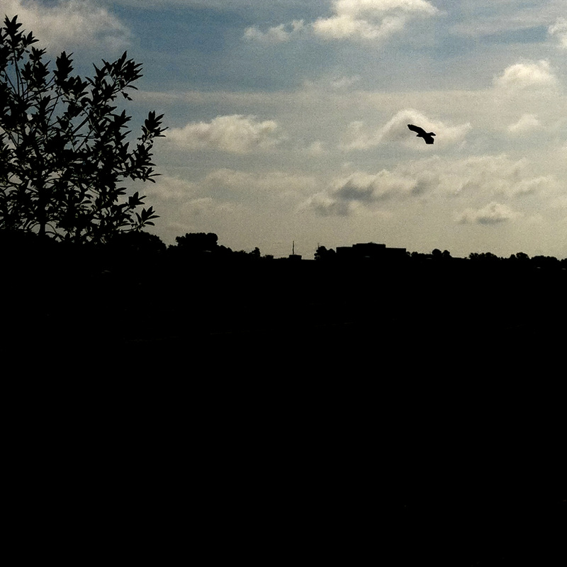 Hawk over pasture. Calm Cradle Photo & Design