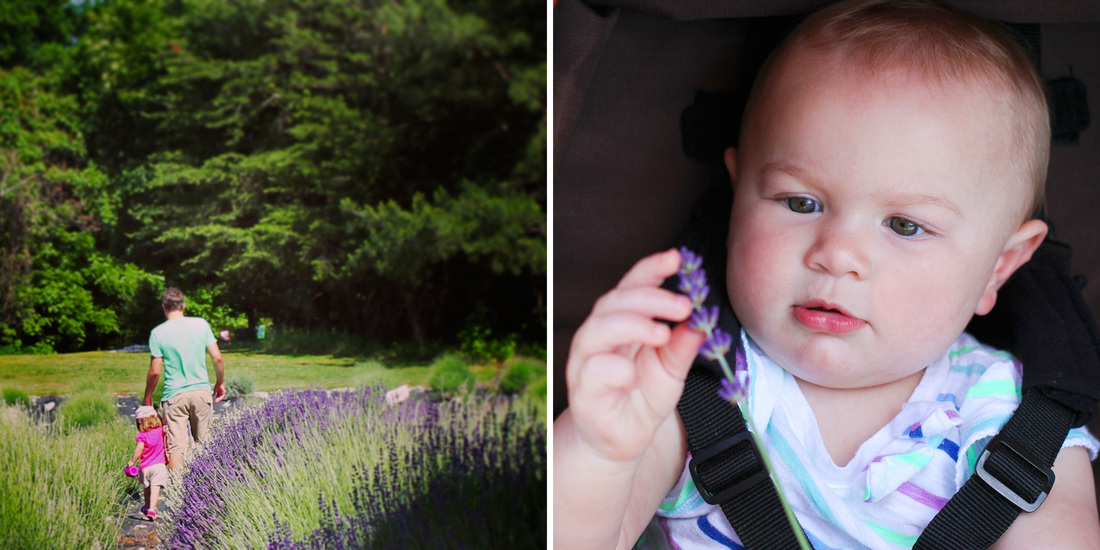 Exploring the lavender. Calm Cradle Photo & Design