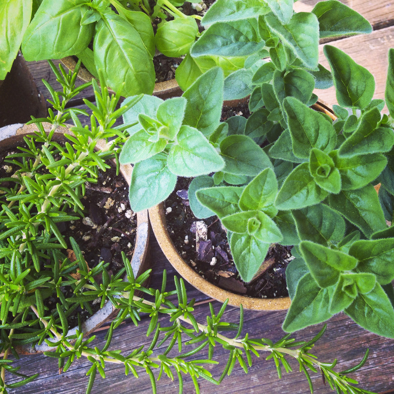 Herbs: Basil, oregano and rosemary. Calm Cradle Photo & Design