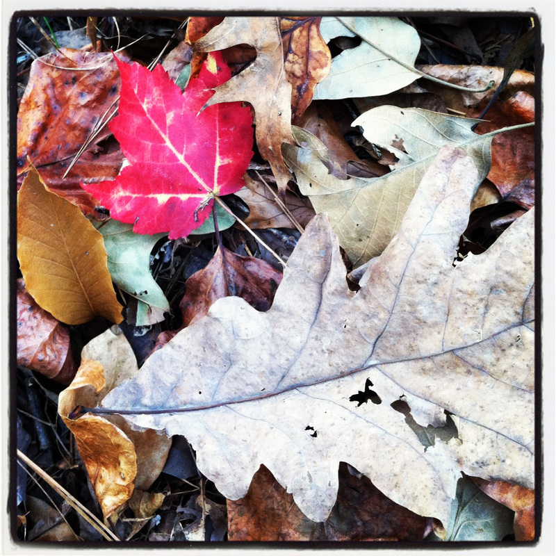 Red leaf. Instagram. Calm Cradle Photo & Design