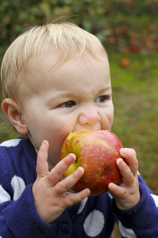 Toddler eating apple. Hendersonville, NC (Stepp's Hillside Orchard) By Calm Cradle Photo & Design