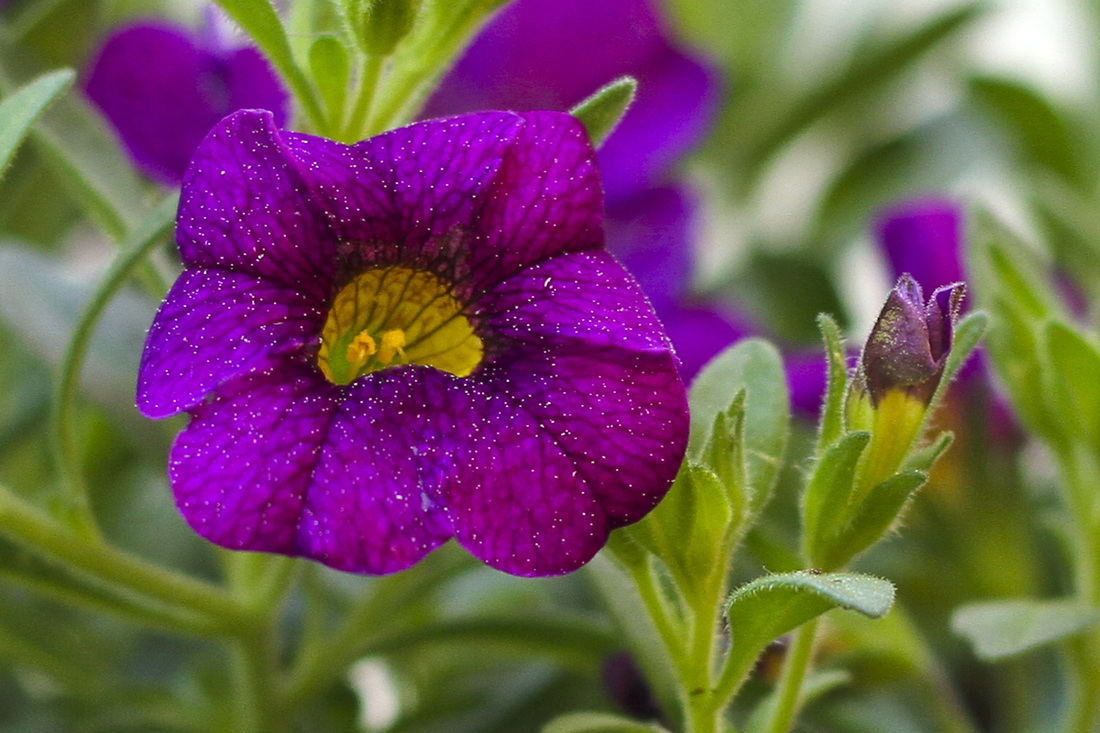 Purple and yellow petunias covered in pollen. Calm Cradle Photo & Design