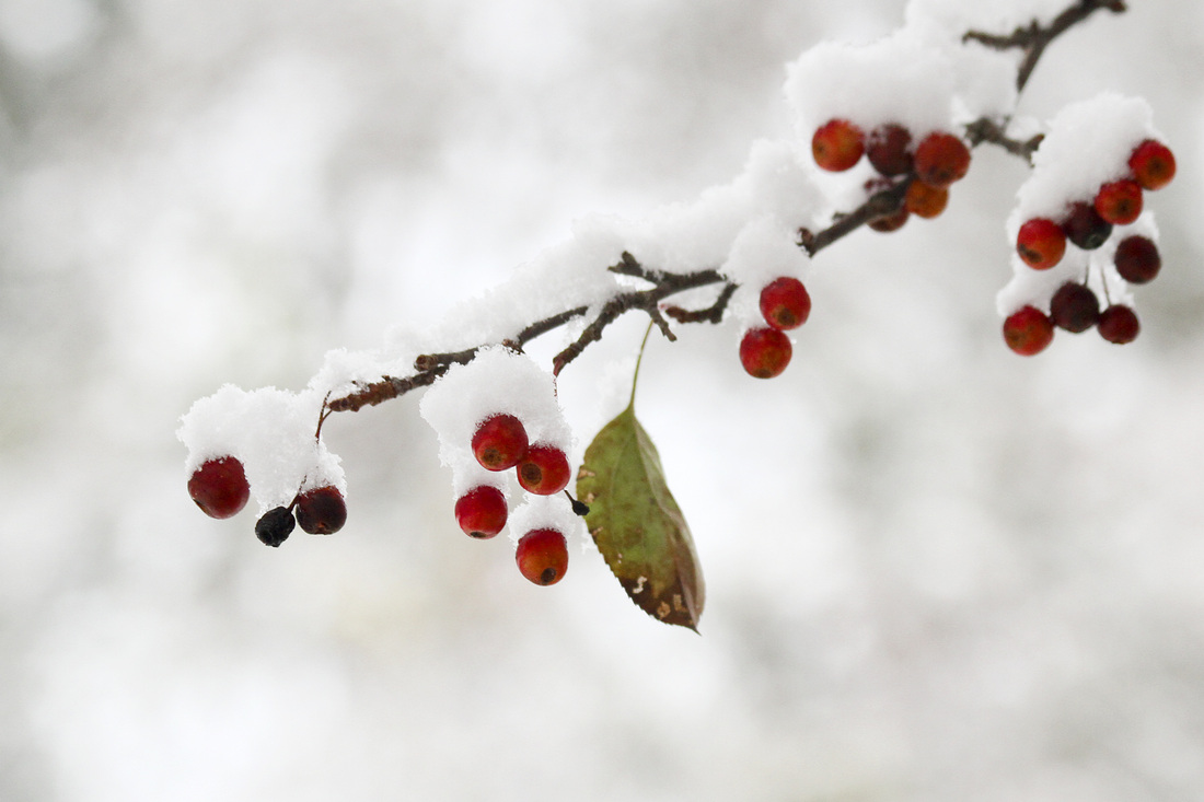 Snow on red berries. Asheville, NC. By Calm Cradle Photo & Design