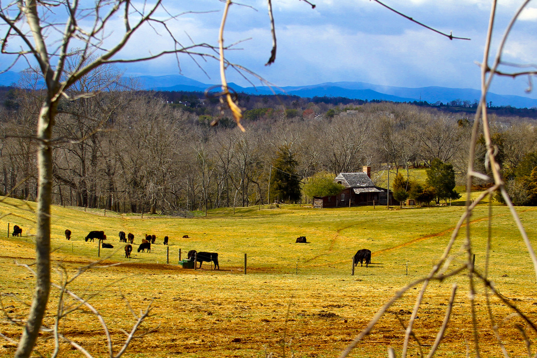 Farm outside Charlottesville, Virginia. Route 20. Calm Cradle Photo & Design