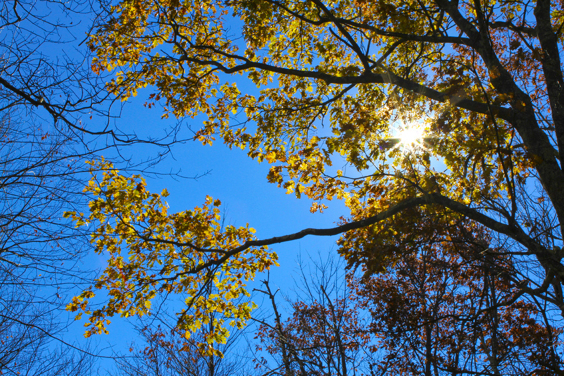 Fall foliage. Shenandoah National Park, Virginia. By Calm Cradle Photo & Design