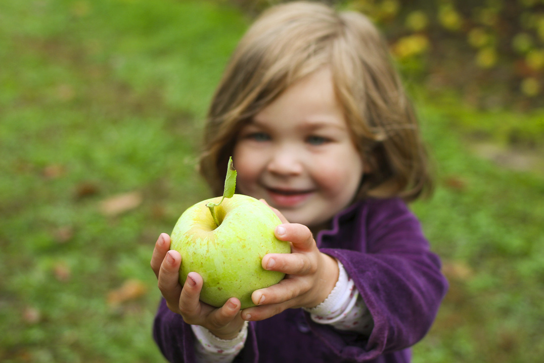 Toddler in purple showing her green apple. Hendersonville, NC. (Stepp's Hillside Orchard) By Calm Cradle Photo & Design