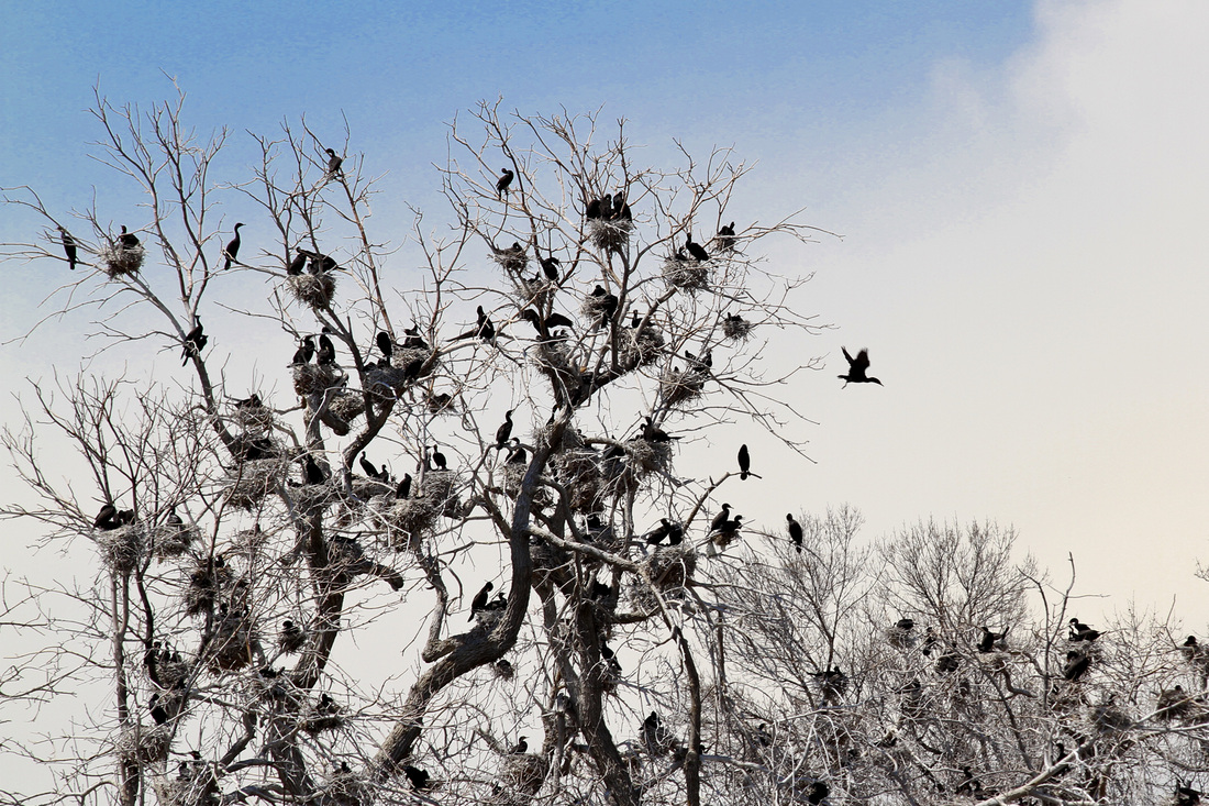 Nesting cormorants. City Park. Denver, Colorado. Calm Cradle Photo & Design